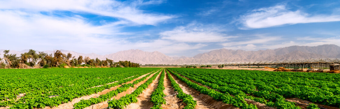 Field with young potato plants and system of irrigation. The photo depicts advanced GMO free agriculture industry in desert areas of the Middle East