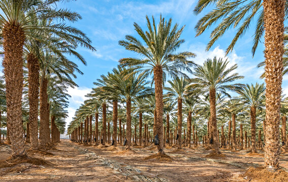 Plantation of adult trees of date palms for healthy food production. Agriculture of dates is rapidly developing industry in desert areas of the Middle East