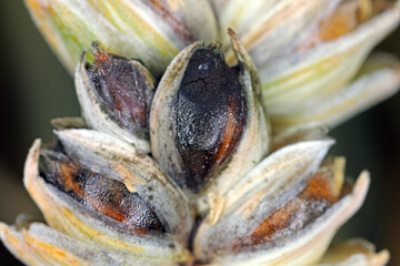 Common bunt, or stinking smut and covered smut, is a disease of spring and winter wheats caused by...