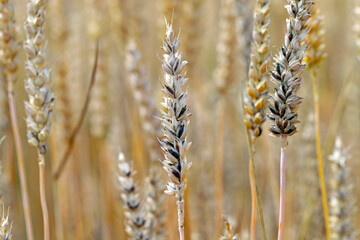 Common bunt, or stinking smut and covered smut, is a disease of spring and winter wheats caused by...