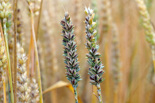 Common bunt, or stinking smut and covered smut, is a disease of spring and winter wheats caused by Tilletia tritici and laevis. Grains are filled with herring stink fungus. Significant reduces yields.