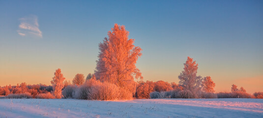 Cold winter morning with red sunlight and frost cover on the trees, extremely cold winter conditions