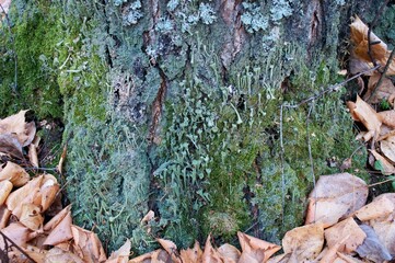 Mosses and lichens on a tree trunk. Gray small mushrooms on a background of tree bark and autumn leaves.