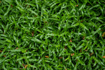 Fototapeta na wymiar Grass landscaping the front yard