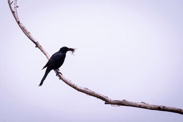 Sterling Building a Nest
