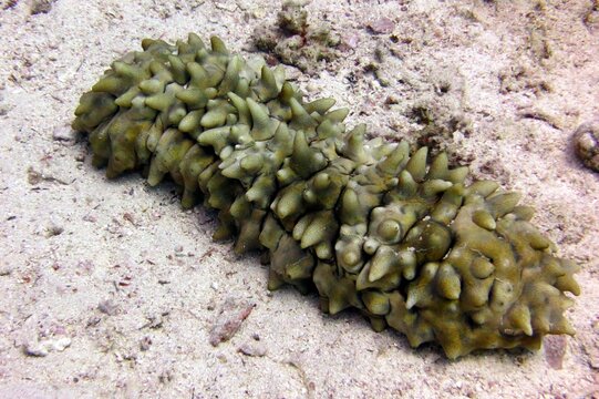 Underwater sea cucumber