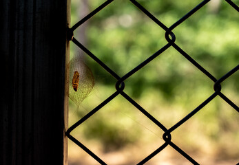 fence in the sunset