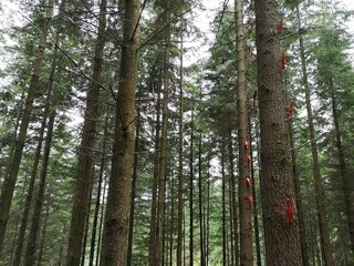 Fototapeta premium trees in the woods