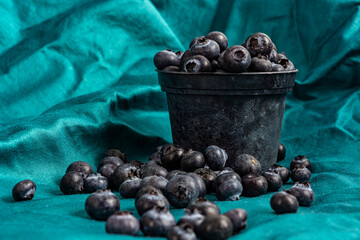 blueberries in a bucket on a dark green background © Olga