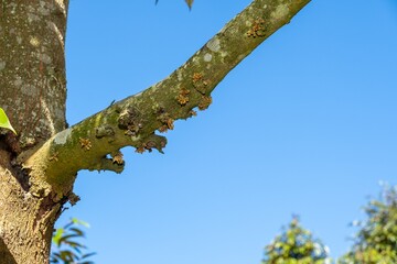 durian flowers
