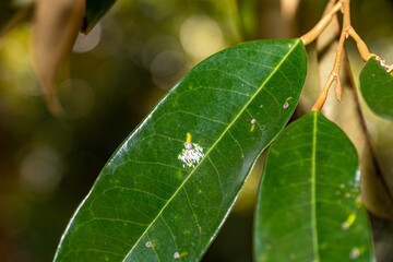 Aphids in durian trees