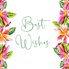 juicy pink and yellow plumeria flowers painted with watercolor painted with a frame around the edges. to create cards and wedding invitations