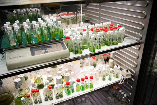 Experiments with algae at the Technical University of Munich in Garching