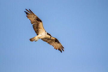 Obraz premium An Osprey flying over the ocean looking for fish.