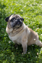 Fototapeta premium A pug sits on a meadow and watches the area
