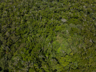Obraz premium Top down view of the forest