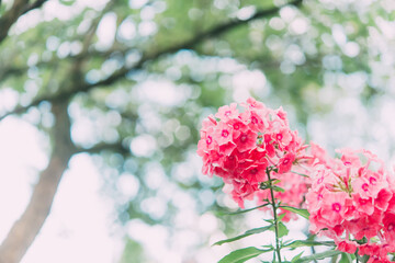 Garden phlox (Phlox paniculata), bright summer flowers. Blooming branches of phlox in the garden on a sunny day. Soft blurred selective focus.