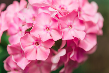 Fototapeta na wymiar Garden phlox (Phlox paniculata), bright summer flowers. Blooming branches of phlox in the garden on a sunny day. Soft blurred selective focus.