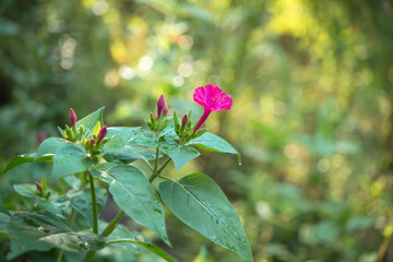 Night beauty, or laxative Mirabilis (Latin Mirábilis jalápa) is a type species of the genus Mirabilis of the Nyctaginaceae family.