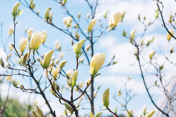 Beautiful flowering on a sunny day, flowering tree - beautiful flowering branch of magnolia in spring - magnolia flower	