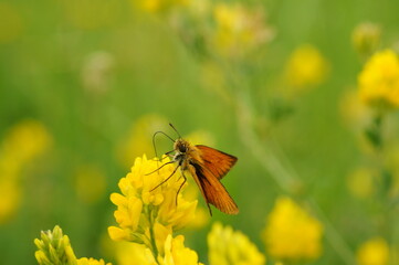 A beautiful little butterfly on a yellow wildflower.