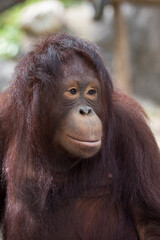 Portrait of a sad face of an orangutan,