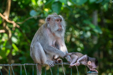 Portrait of baby monkey and mother at sacred monkey forest in Ubud, Bali, Indonesia