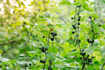 Fototapeta premium Black currant berries on a branch in the garden in summer. Selective focus on garden berries. 