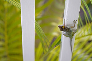 Small green lizard on the white wooden fence 