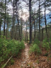 Fototapeta premium path in the forest