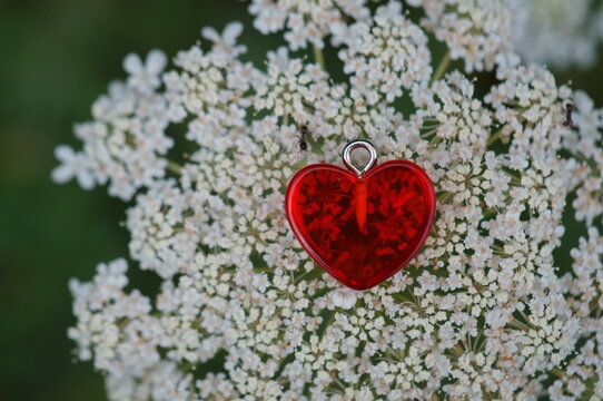 A red heart on a background of white wildflowers. The background image.
