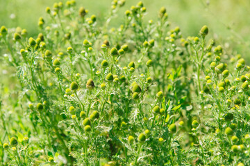 Medicinal chamomile buds. Chamomile is one of the most commonly used herbs in medicine.	