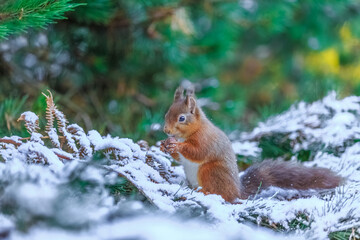 Naklejka na ściany i meble Red squirrel with a hazelnut, Northumberland, England 
