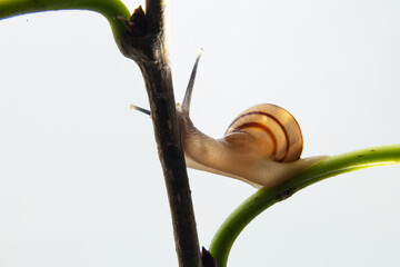 Um caramujo caminhando sobre o caule de uma planta.