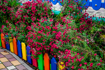 Aster Novi-Belgii bushes behind a colorful rainbow picket fence in Gorky Park in Kharkiv (Ukraine). Tall flowering plants with green leaves and bright magenta flowers in a city garden