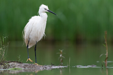The little egret (Egretta garzetta)