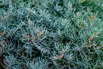 Naklejka na ściany i meble Juniperus virginiana bush, close-up. Floral texture of coniferous branches of an ornamental garden plant