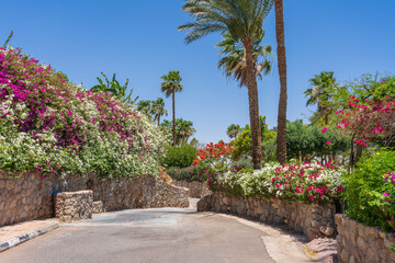 Empty road with colorful flowers on the street of Egypt in Sharm El Sheikh