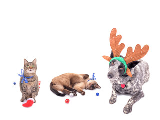 A dog and two cats in Christmas spirits, dog wearing reindeer antlers, and cats with snowflake bows...