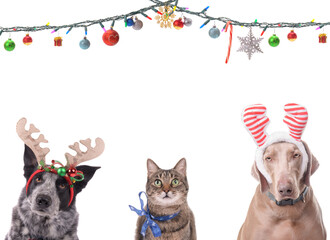 Two dogs with reindeer antlers and a cat with a snowflake bow, with Christmas string lights adorned with ornamets above them; on white, with copy space in the middle