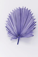 Dry exotic palm leaf violet color close up on white  background top view. Minimal Plant backdrop.Poster