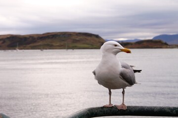 Mouette au bord de la mer