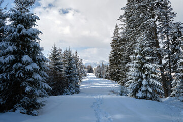 Pine trees covered with fresh fallen snow in winter mountain forest on cold bright day