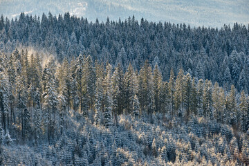 Pine trees covered with fresh fallen snow in winter mountain forest on cold bright day