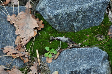 stone wall with green moss in the joints