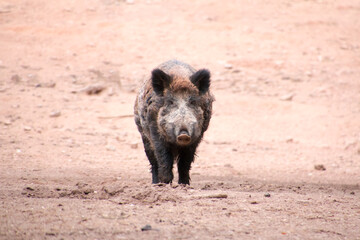 Wildschwein