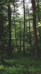 Fototapeta na wymiar beautiful scenery in the woods, Alps