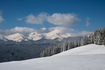 Winter landscape with high mountain hills covered with evergreen pine forest after heavy snowfall on cold wintry day