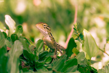 close up Tropical oriental garden lizard close-up on a blurred background, eastern garden lizard,  changeable lizard Calotes versicolor, reptile, zoology  on grass for sunbathing in the morning