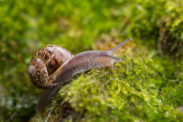 snail on fresh moss in spring